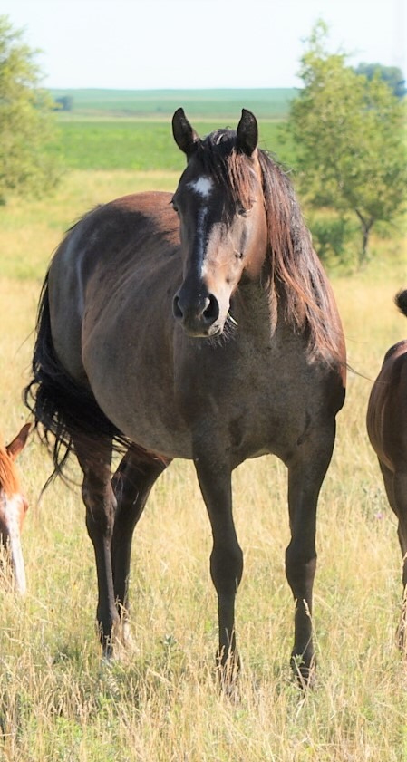 FQHR Rio Lady Badger, 'Badger'