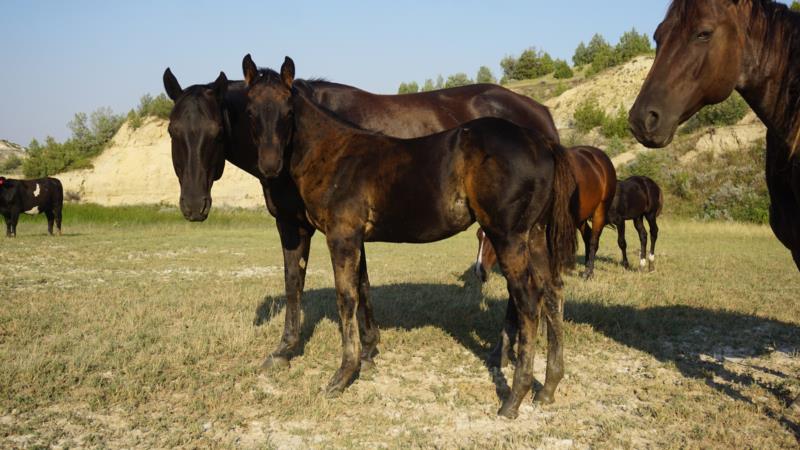 Rope x Ebony colt