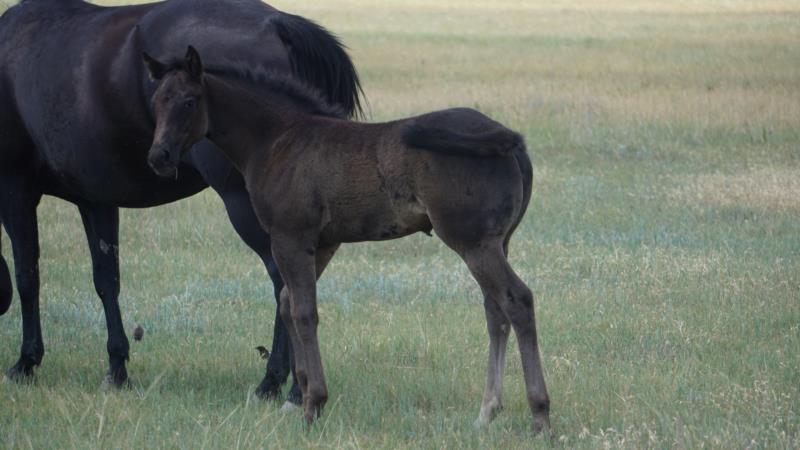 Rope x Woman filly